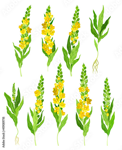 Mullein with Dense Rosette of Leaves and Tall Flowering Stem Vector Set