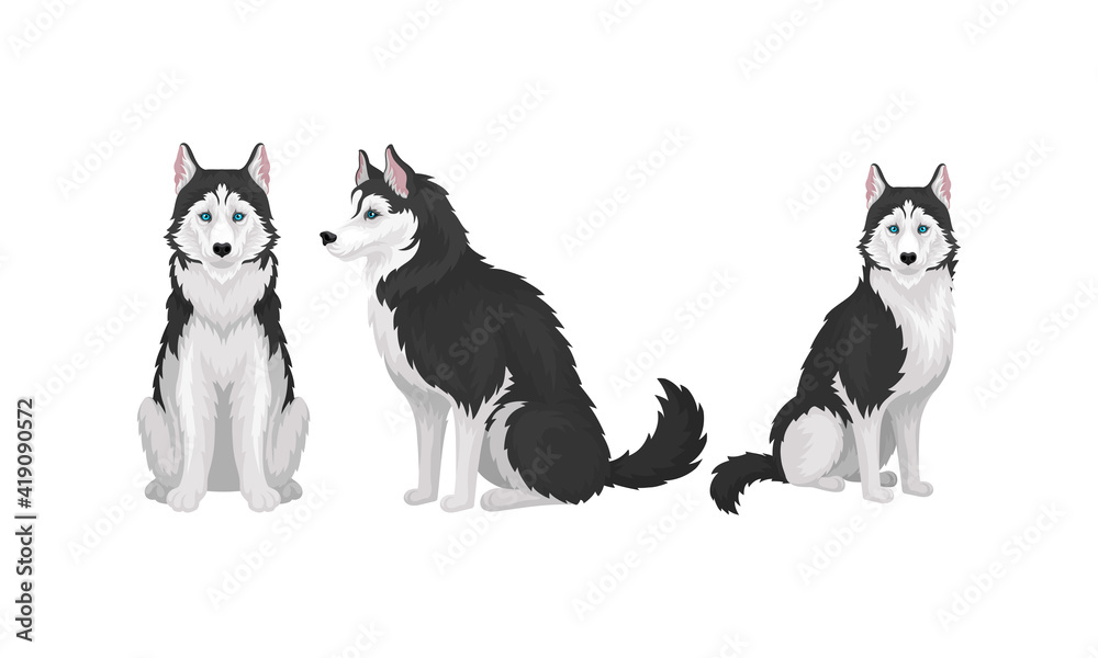 Siberian Husky as Medium-sized Working Dog Breed in Different Poses Vector Set Siberian Husky as Medium-sized Working Dog Breed in Different Poses Vector Set