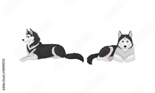 Siberian Husky as Medium-sized Working Dog Breed in Different Poses Vector Set