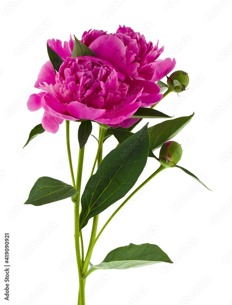 Pink peony flowers isolated on white background close-up.