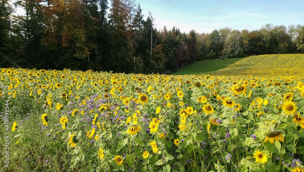 Blühendes Sonnenblumenfeld am Waldrand Blühendes Sonnenblumenfeld am Waldrand