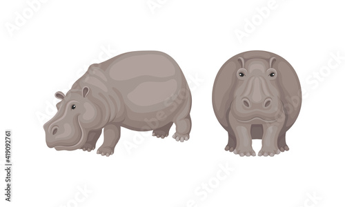 Hippopotamus or Hippo as Large Semiaquatic Mammal in Different Pose Vector Set