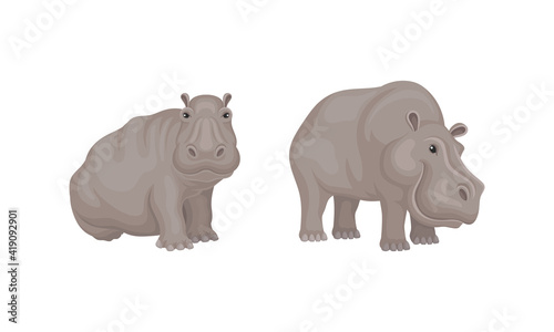 Hippopotamus or Hippo as Large Semiaquatic Mammal in Different Pose Vector Set