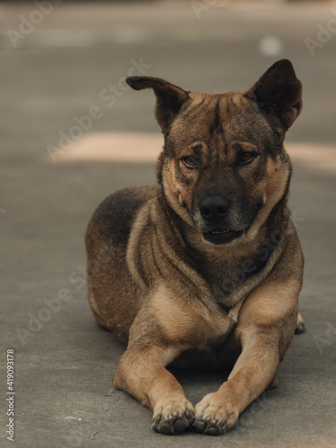 german shepherd dog © ebcart