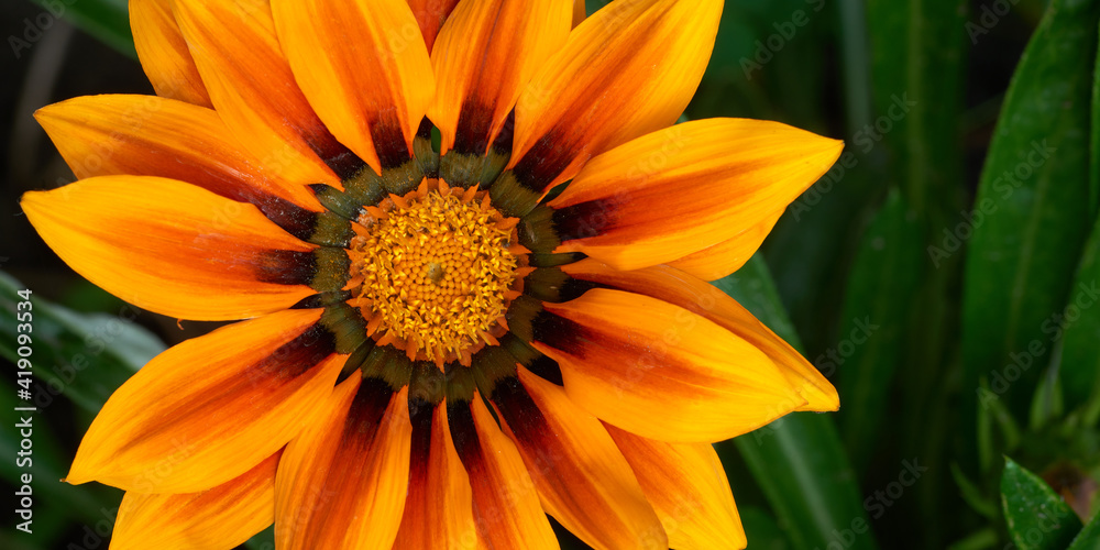Close-up panoramic view of the African daisies flower head (Gazania) at the natural green background in the summer season. Soft focus. Close-up panoramic view of the African daisies flower head (Gazania) at the natural green background in the summer season. Soft focus.