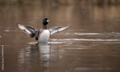 A Tufted Duck (Aythya fuligula) swimming on a lake in Denmark