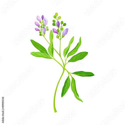 Alfalfa or Lucerne Healing Flower with Elongated Leaves and Clusters of Small Purple Flowers Vector Illustration