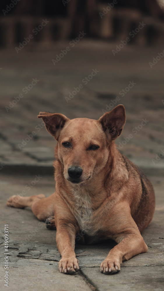 Homeless dog smiling 