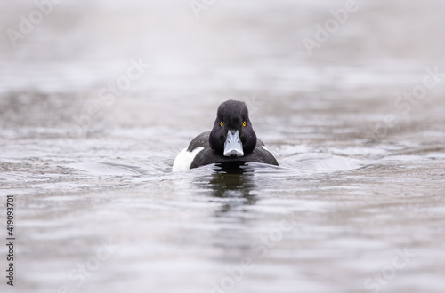 A Tufted Duck (Aythya fuligula) swimming on a lake in Denmark