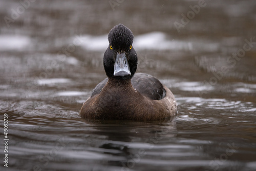 A Tufted Duck (Aythya fuligula) swimming on a lake in Denmark