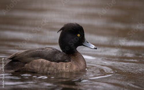 A Tufted Duck (Aythya fuligula) swimming on a lake in Denmark