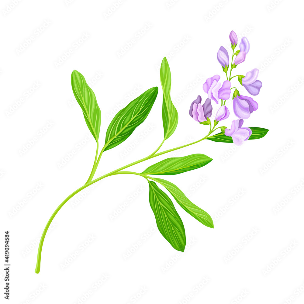 Medicago Sativa or Alfalfa Plant Having Elongated Leaves and Clusters of Small Purple Flowers Vector Illustration