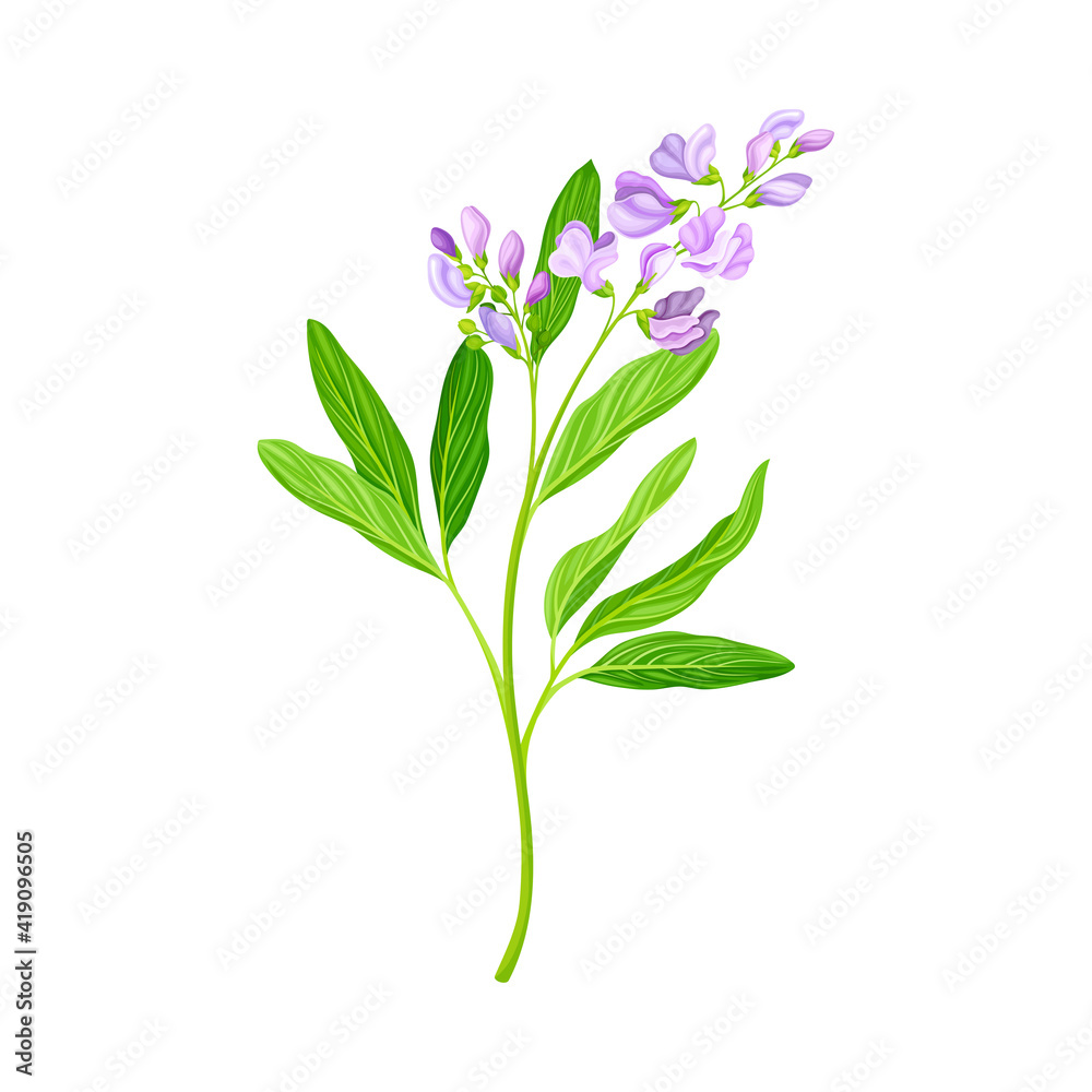 Lucerne or Alfalfa Plant Having Elongated Leaves and Clusters of Small Purple Flowers Vector Illustration