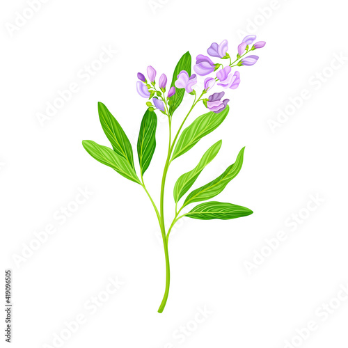 Lucerne or Alfalfa Plant Having Elongated Leaves and Clusters of Small Purple Flowers Vector Illustration