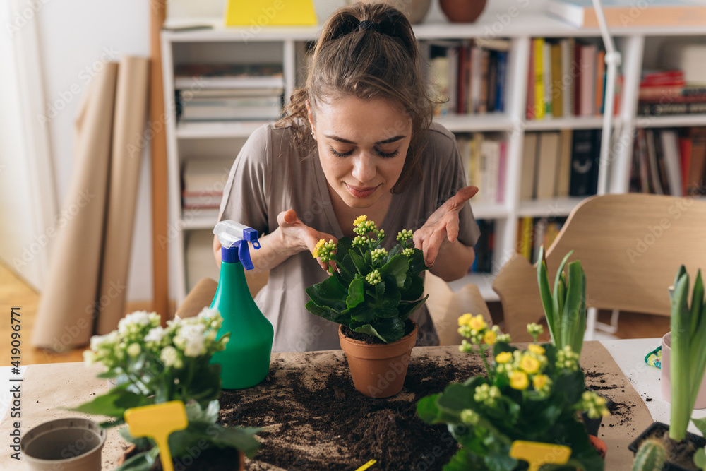 woman gardening houseplants in her living room woman gardening houseplants in her living room