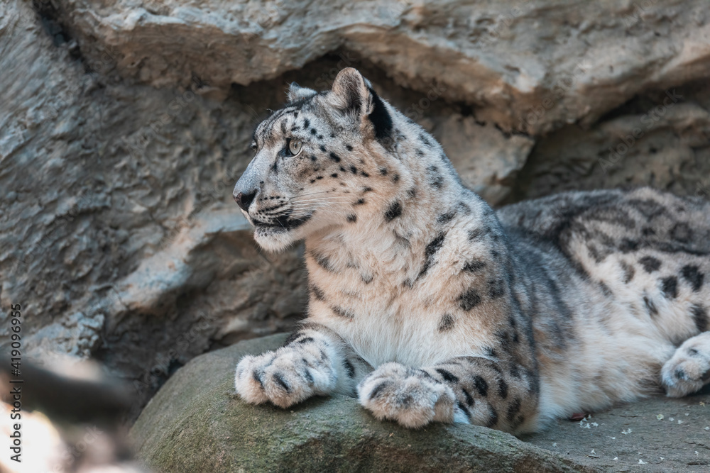 beautiful cat snow leopard - Irbis, Uncia uncia, endangered species in world beautiful cat snow leopard - Irbis, Uncia uncia, endangered species in world