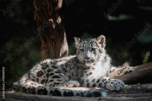 cute playful baby kitten of cat Snow Leopard, Irbis, Uncia Unca, Winter snow, beautiful wild cat © ArtushFoto