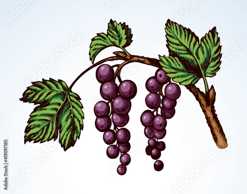 Currants on branch. Vector drawing