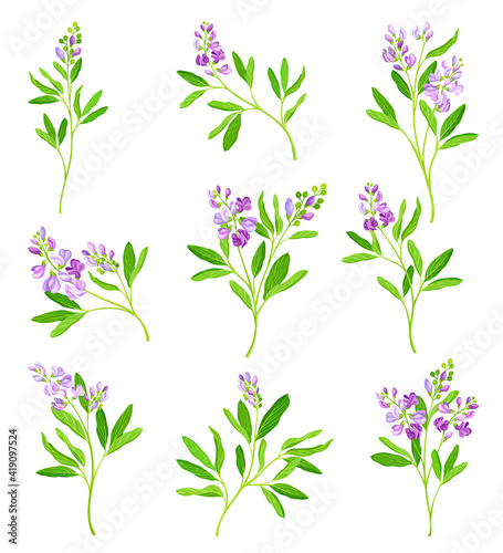 Alfalfa or Lucerne Healing Flower with Elongated Leaves and Clusters of Small Purple Flowers Vector Set