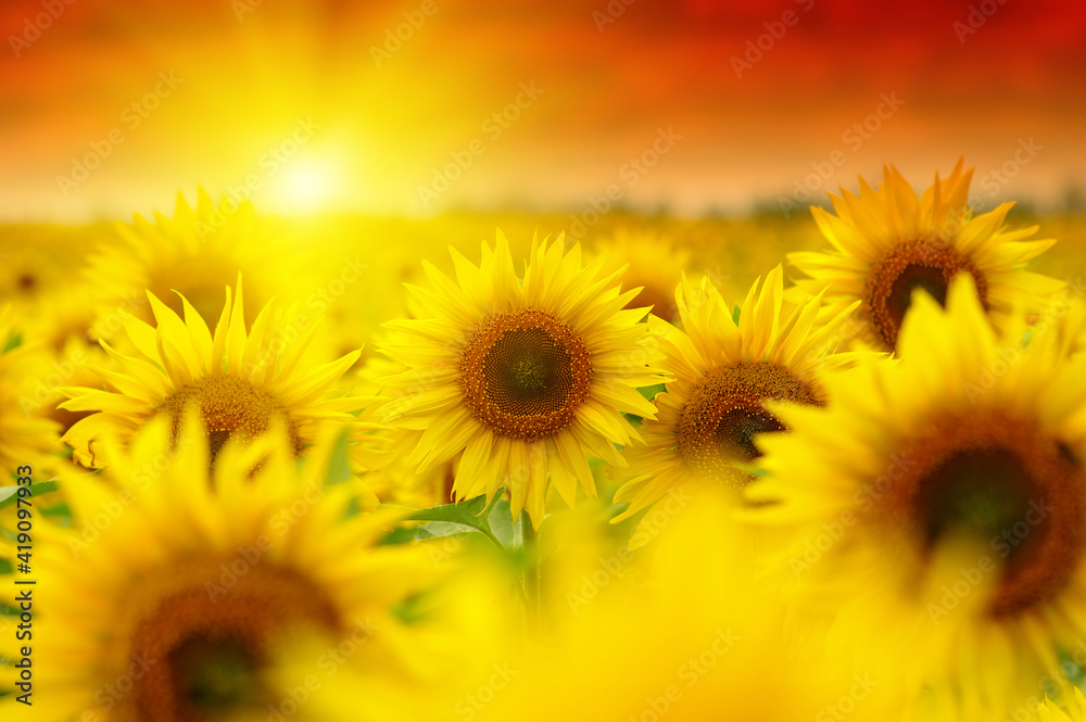 Obraz premium Sunset over the field of sunflowers .