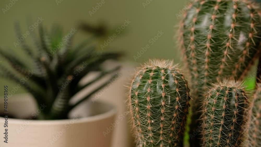 Green prickly cactus in a pot on window of house. Woman takes care of domestic plants. Green prickly cactus in a pot on window of house. Woman takes care of domestic plants.