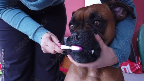 Girl brushing teeth of the boxer dog with a special brush for animals