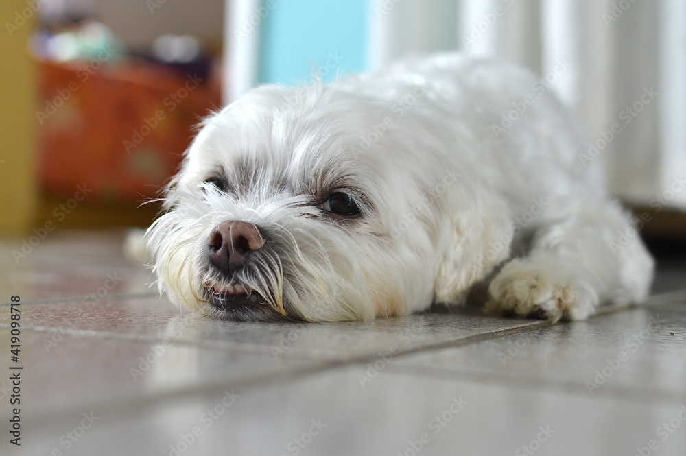 A Maltese puppy resting after playing in the yard A Maltese puppy resting after playing in the yard