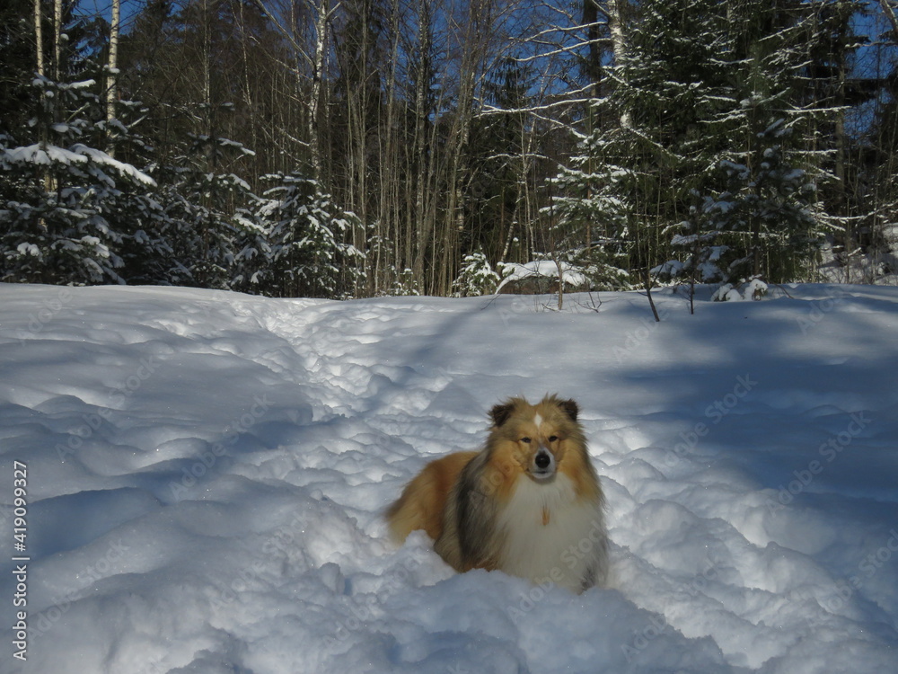 Naklejka premium шелти, снег, зима, овчарка