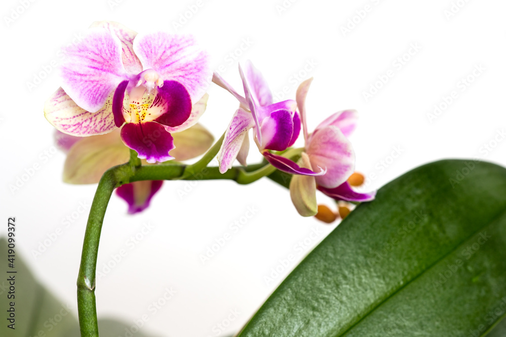 Beautiful purple Phalaenopsis orchid flowers, isolated on dark background. Moth dendrobium orchid. Multiple blossoms. Flower in bloom. Beautiful details of tropical floral visuals. Beautiful purple Phalaenopsis orchid flowers, isolated on dark background. Moth dendrobium orchid. Multiple blossoms. Flower in bloom. Beautiful details of tropical floral visuals.