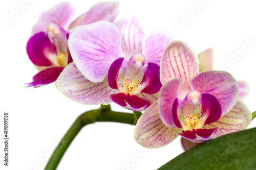Beautiful purple Phalaenopsis orchid flowers  isolated on dark background. Moth dendrobium orchid. Multiple blossoms. Flower in bloom. Beautiful details of tropical floral visuals.
