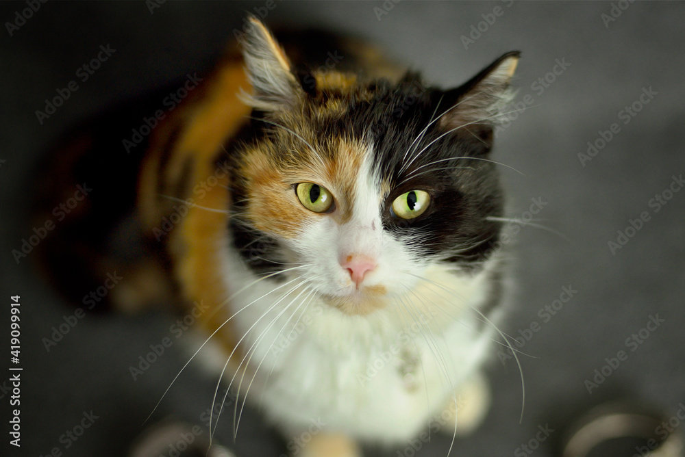 Beautiful tricolored cat is looking into the camera in the studio