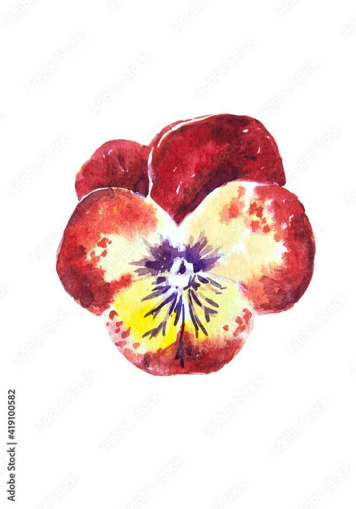 Watercolor drawing of kissmequick flower isolated on white background