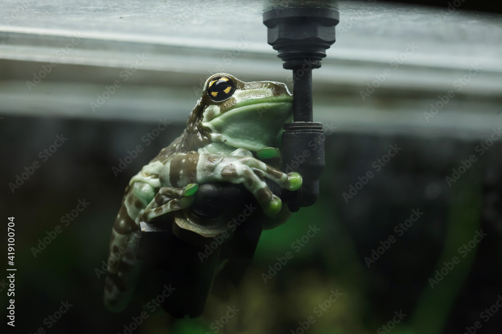 Amazon milk frog (Trachycephalus resinifictrix)