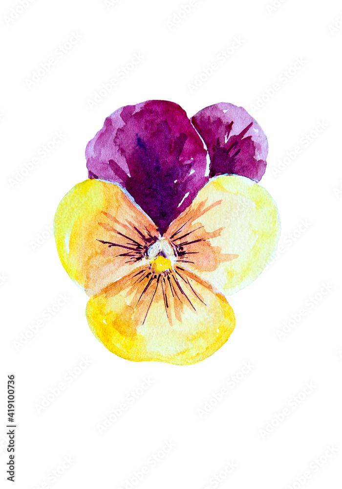 Watercolor drawing of kissmequick flower isolated on white background. Hand painted