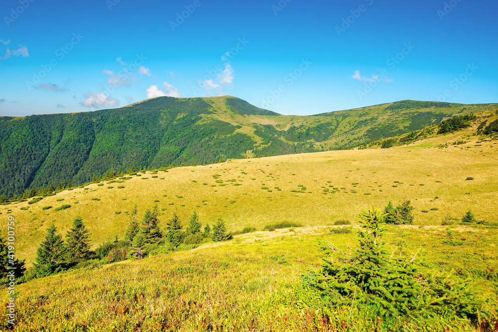 summer mountain landscape in the morning. fir trees on grassy meadows. distant hills beneath a blue sky with clouds. chornohora ridge wonderful travel destination of carpathians summer mountain landscape in the morning. fir trees on grassy meadows. distant hills beneath a blue sky with clouds. chornohora ridge wonderful travel destination of carpathians