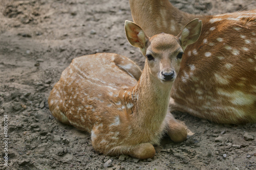 Fototapeta Naklejka Na Ścianę i Meble -  Persian fallow deer (Dama dama mesopotamica)