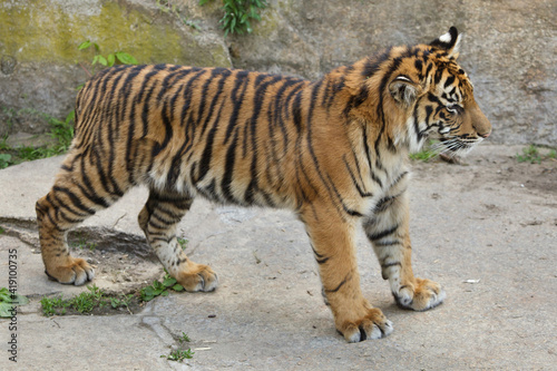 Sumatran tiger cub  Panthera tigris sumatrae 