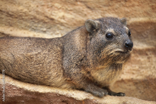 Rock hyrax (Procavia capensis).