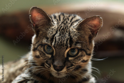 Photography Geoffroy's cat (Leopardus geoffroyi).