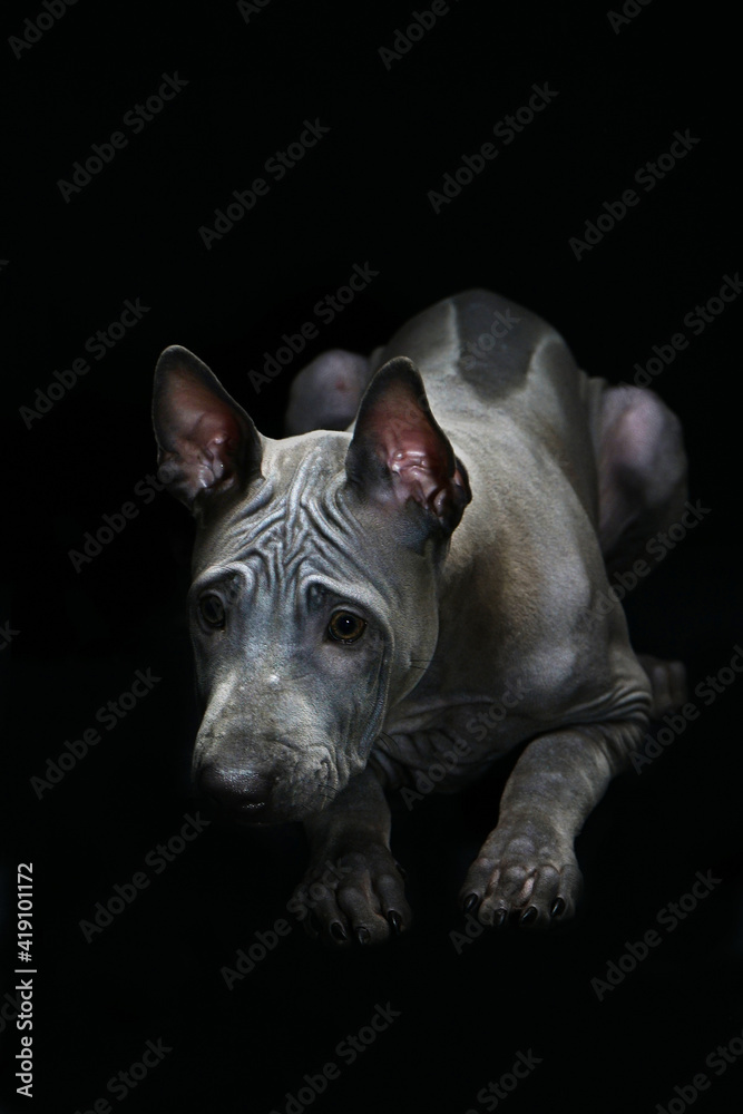 Fototapeta premium Portrait of a Thai Ridgeback. Close. Studio shooting.