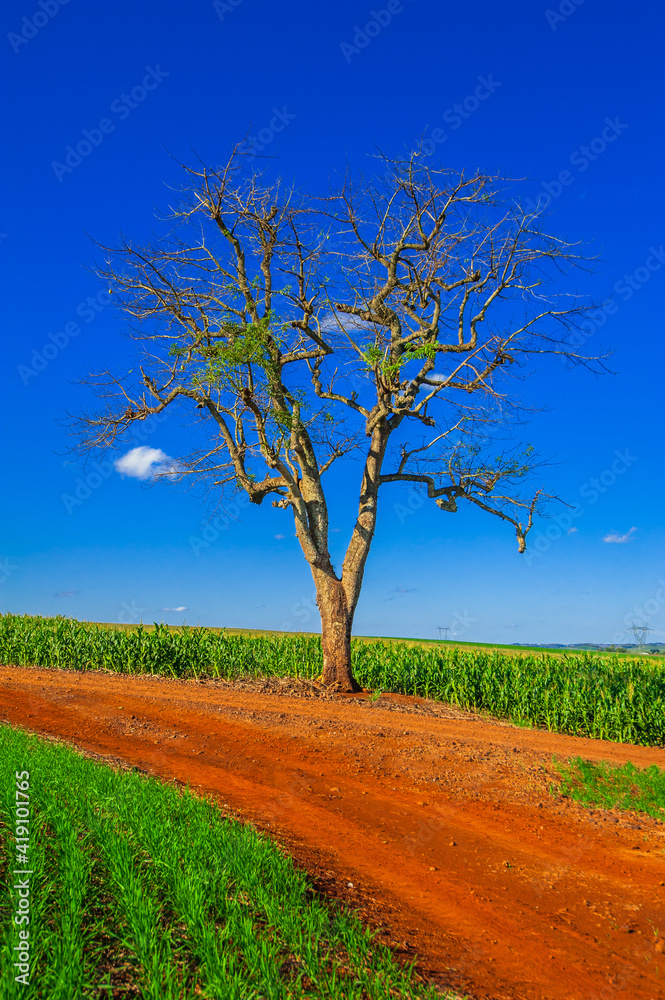 dry tree, nature images, photography
dry tree, nature images, photography