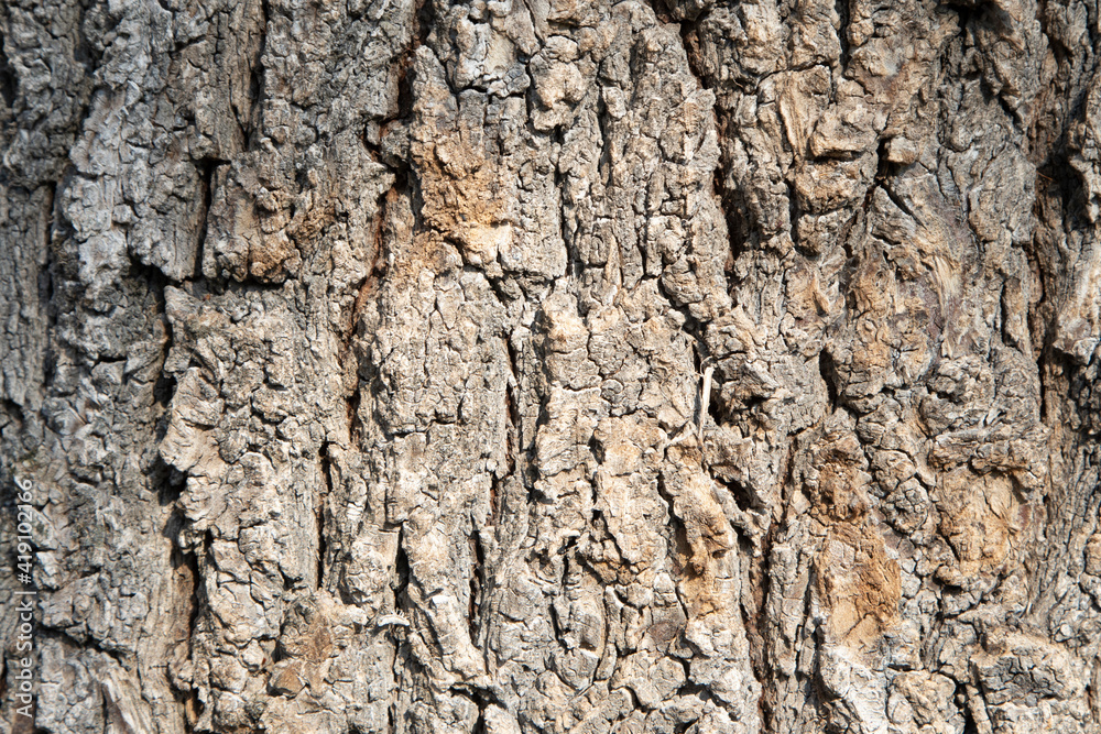 tree bark with beautiful texture for wallpapers.