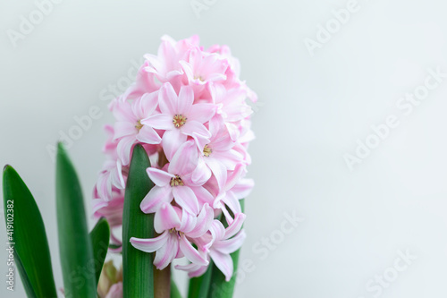Hyacinth pink flowers on the netural background. Spring greeting card