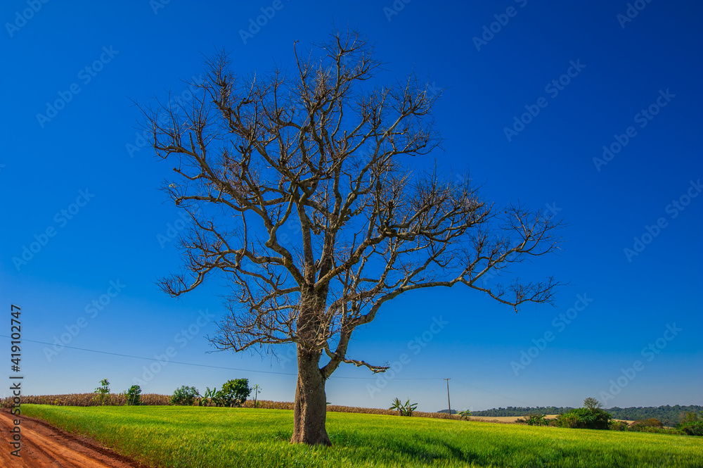 Fototapeta premium dry tree, nature images, photography