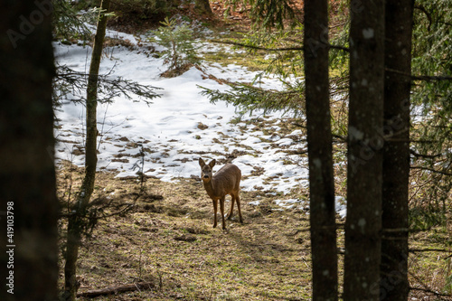 roe deer, capreolus capreolus, in spring on the mountains is looking at camera