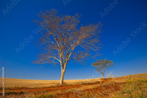 dry tree, nature images, photography