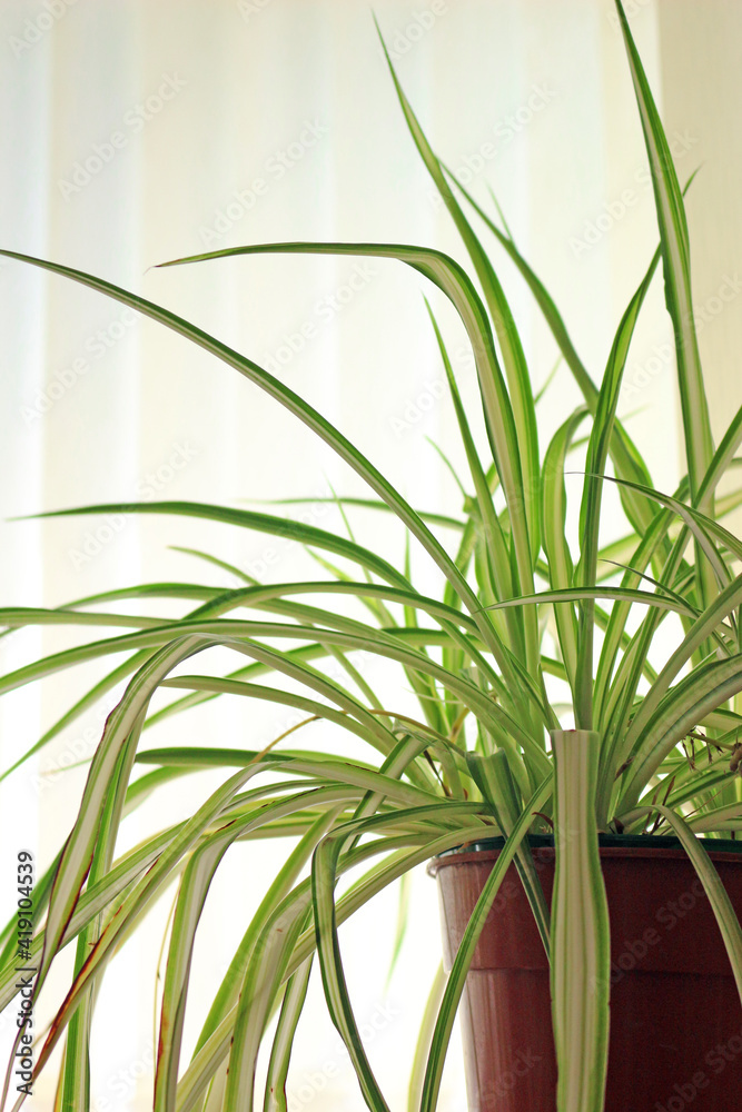 Obraz premium Chlorophytum comosum is a popular houseplant often called the Spider Plant. 