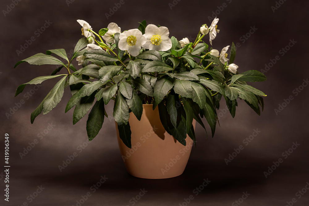 White Hellebore flower, Christmas flower or Helleborus niger commonly called Christmas rose or black hellebore (German: Christrose or Schwarze Nieswurz), concept nature season blossom beauty gardening