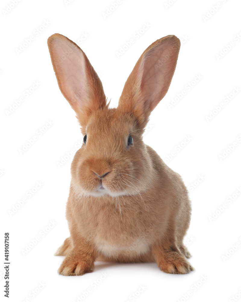 Cute bunny isolated on white. Easter symbol Cute bunny isolated on white. Easter symbol
