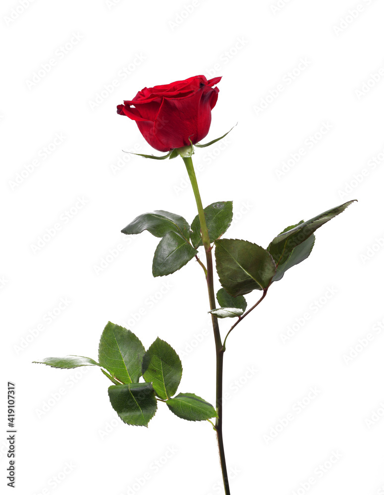 Obraz premium Red rose on a white background, isolate